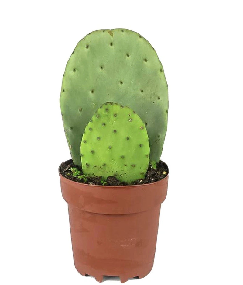 Organic nopal cactus Edible Or For Propagation With Pot Included Orchids