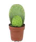 Organic nopal cactus Edible Or For Propagation With Pot Included Orchids