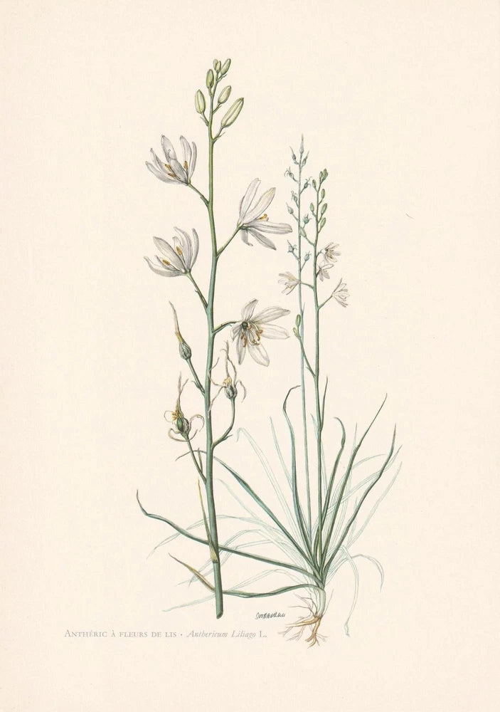 Botanical lily flower print with stems and leaves, vintage sketch style, wall art