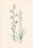 1960 ST BERNARD'S LILY Flower Print - Botanical Wall Art - 7.5 x 10.6 Inches Lily