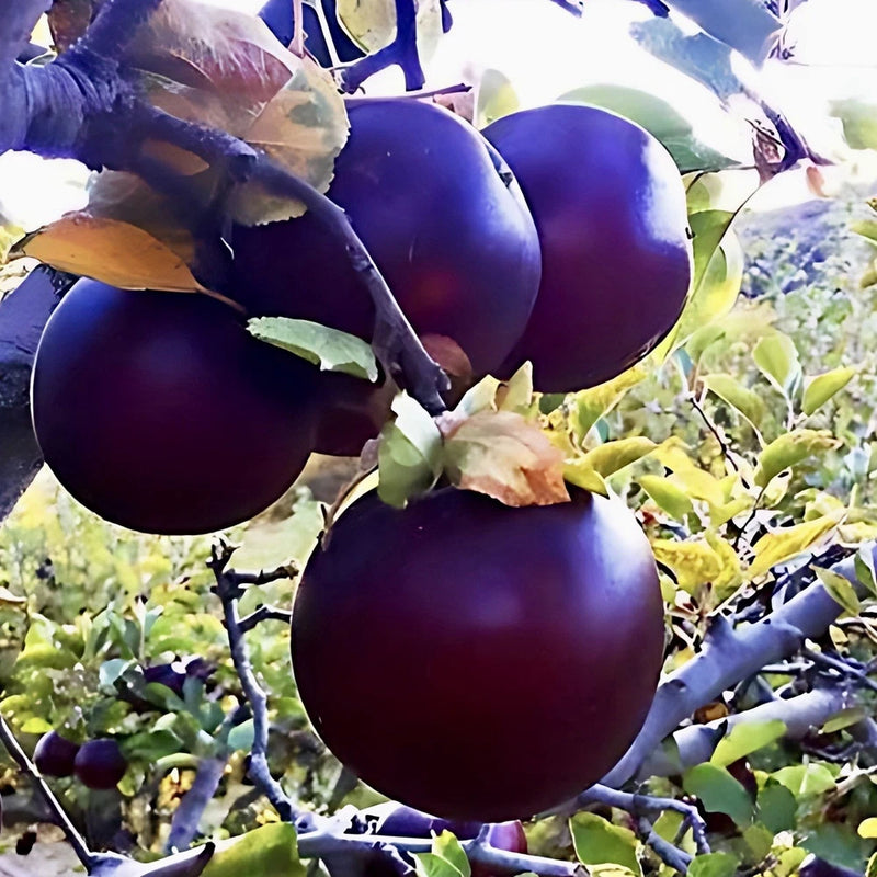 1 live Arkansas Black ÒwitchÓ Apple Tree rooted 2ft tall semi dwarf grafted Green Plant