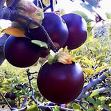 1 live Arkansas Black ÒwitchÓ Apple Tree rooted 2ft tall semi dwarf grafted Green Plant
