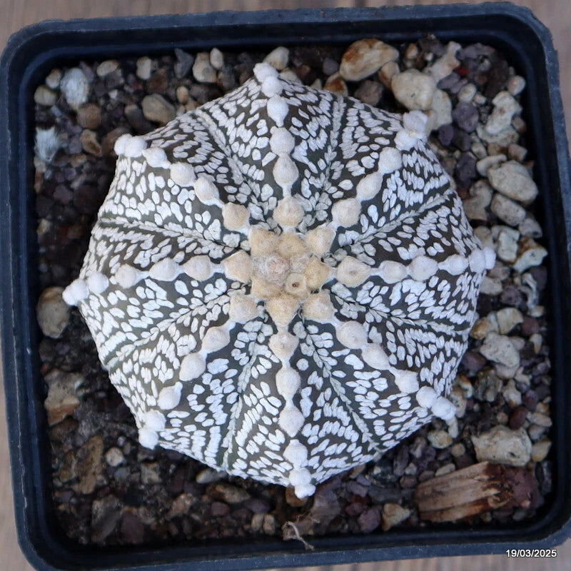 Astrophytum superkabuto cactus in pot, gray-green with dense white speckles and ribbed top