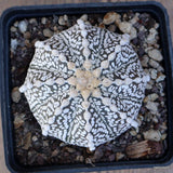 A4800 ASTROPHYTUM SUPERKABUTO pot10-H6-W8 cm MaMa Cactus Green Plant
