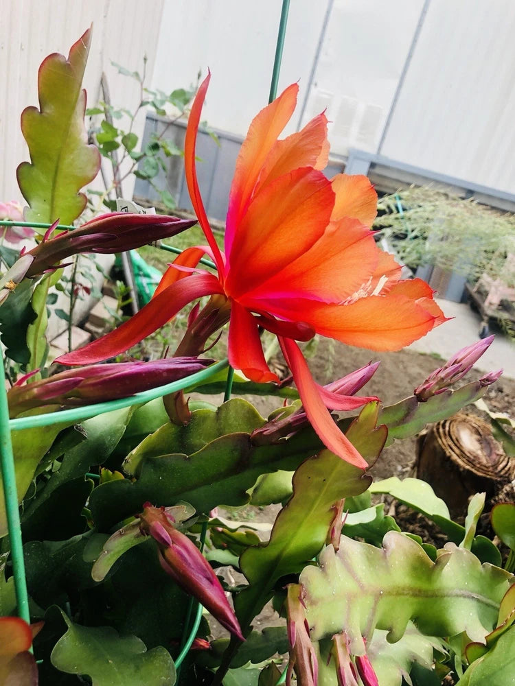Orange bloom orchid cactus cutting with red-orange petals and green segmented stems
