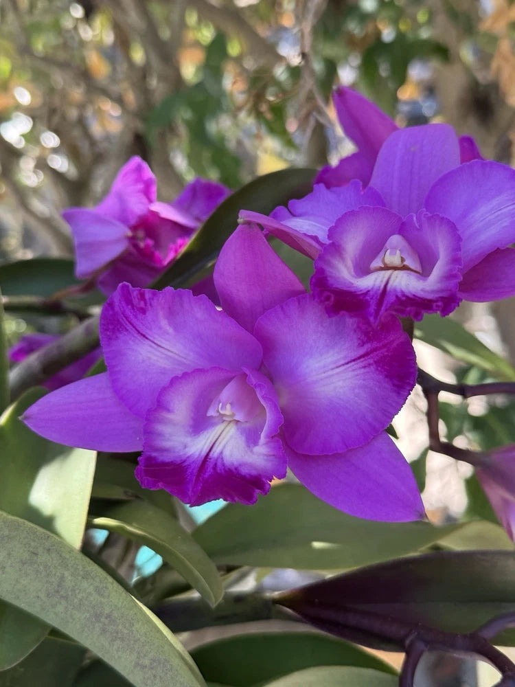 Purple Cattleya orchid flowers with layered petals and a light center
