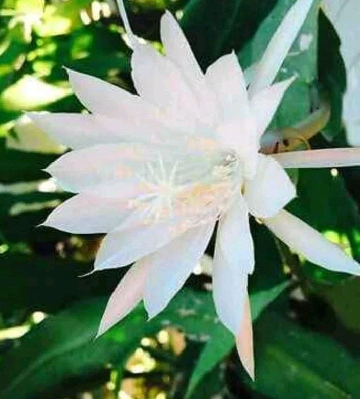 White night-bloom orchid flower with long star-shaped petals and pale center