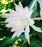 Epiphyllium Queen Of The Night White Flower Two Rooted Pieces Night Bloom Orchids