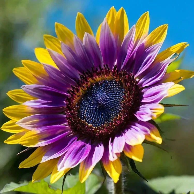 50pcs Rare Purple Heart Sunflower Seeds Ð Unique Blooms for a Stunning Garden Sunflower