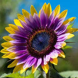 50pcs Rare Purple Heart Sunflower Seeds Ð Unique Blooms for a Stunning Garden Sunflower