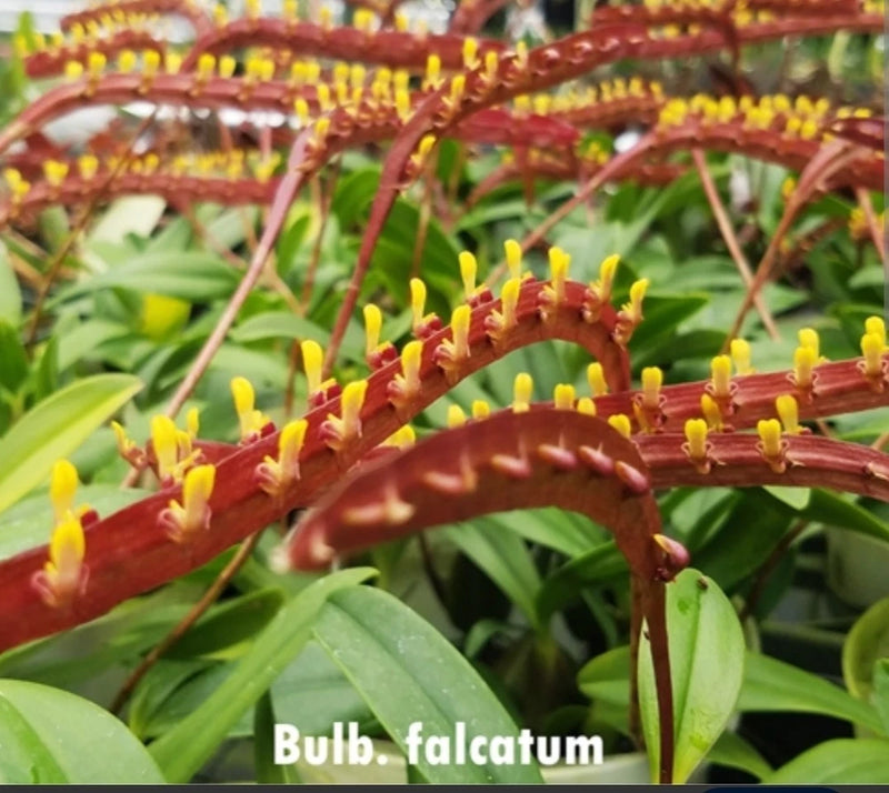 In Spike Bulbophyllum falcatum Flowering Live Orchid Plant Green Yellow Red Orchids