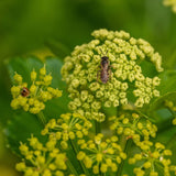 Alexanders, Black Lovage Seeds (Smyrnium olusatrum) ~Traditional Herb Garden Garden Plants