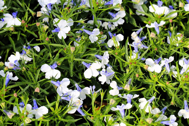 200 BLUE SPLASH LOBELIA REGATTA Blue & White Erinus Flower Seeds *Comb S/H Flowering Plants