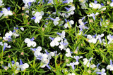 200 BLUE SPLASH LOBELIA REGATTA Blue & White Erinus Flower Seeds *Comb S/H Flowering Plants