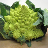 Romanesco Broccoli ORGANIC NON-GMO open pollinated garden planting! Garden Plants