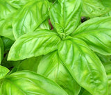 150 ITALIAN LARGE LEAF BASIL SEEDS FRESH HARVEST FOR GARDENS Garden Plants