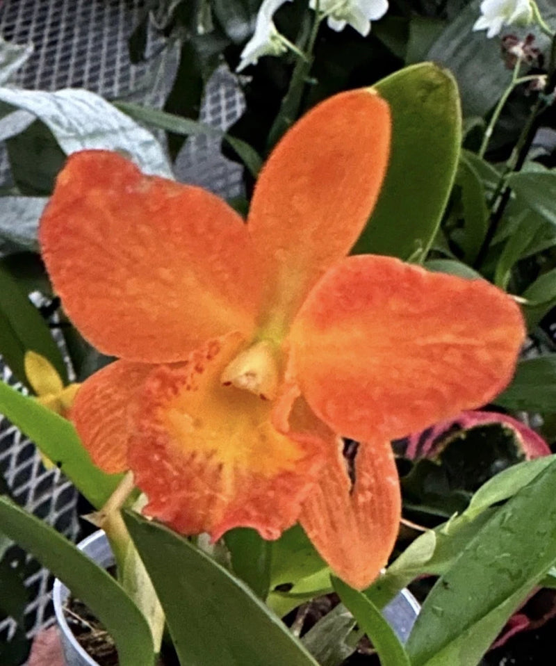 Cattleya orchid in bud, orange multi-petal flower with green leaves