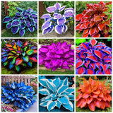 200+ Hosta Seeds Perennial Hosta Seeds for Planting Outdoor Garden Attract Po... Garden Plants