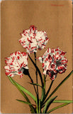 Peppermint Carnations Gold Ink Rare Edwardian Floral Postcard c1910 Carnation