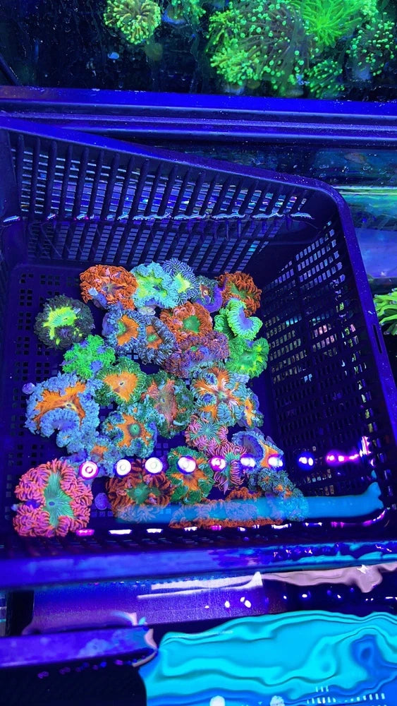 15 Pack Ultra Rock Flower Anemone RFA Rainbow Nem Live Coral Frag LPS SPS Florid Anemone
