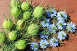 Love in a Mist Flower Seeds for Planting (1,000 Seeds) - Nigella damascena Flowering Plants