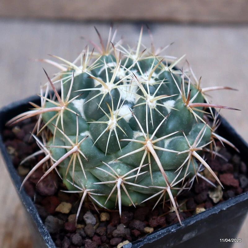 Coryphantha cornifera cactus plant in pot, round green body with white spines