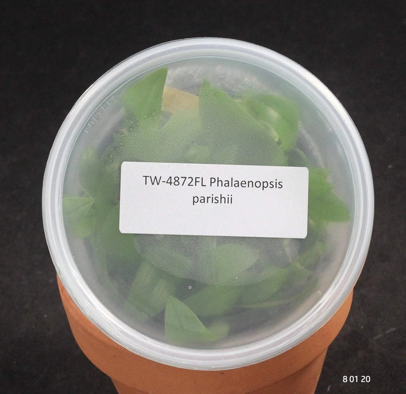 FLASK flask-grown Phalaenopsis parishii orchid in clear plastic container with green leaves