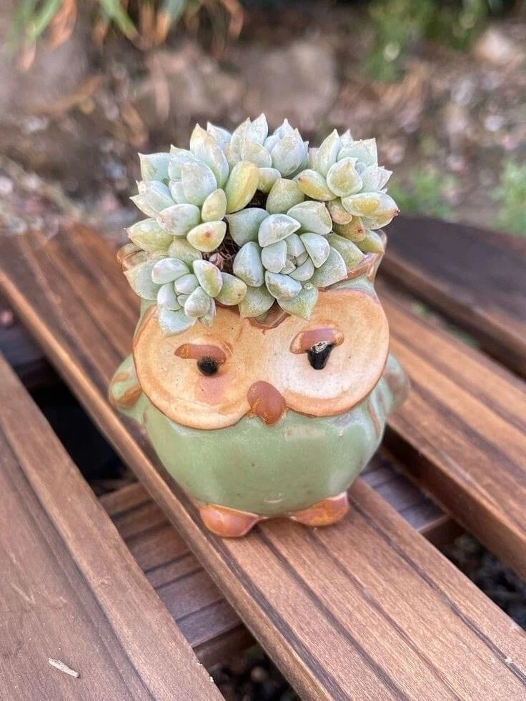 Green owl planter with live succulent rosettes in a terracotta face