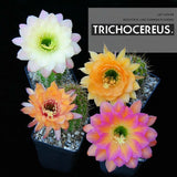 Cactus Succulent Plants Garden Flowering Plant Garden Plants
