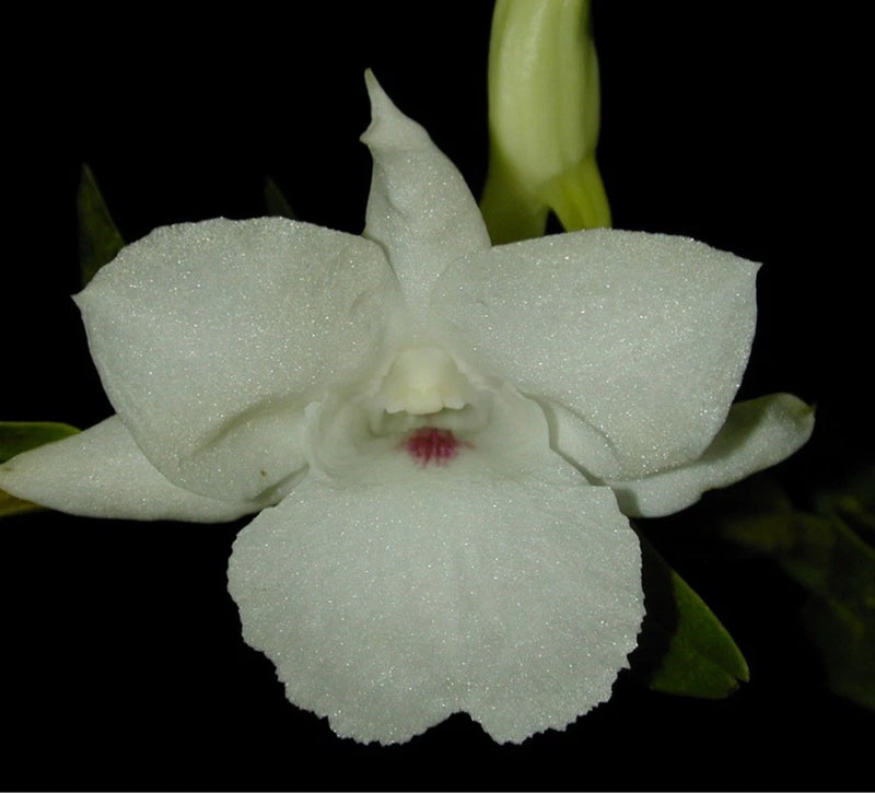 Orchid flower with pale white speckled petals and small red center