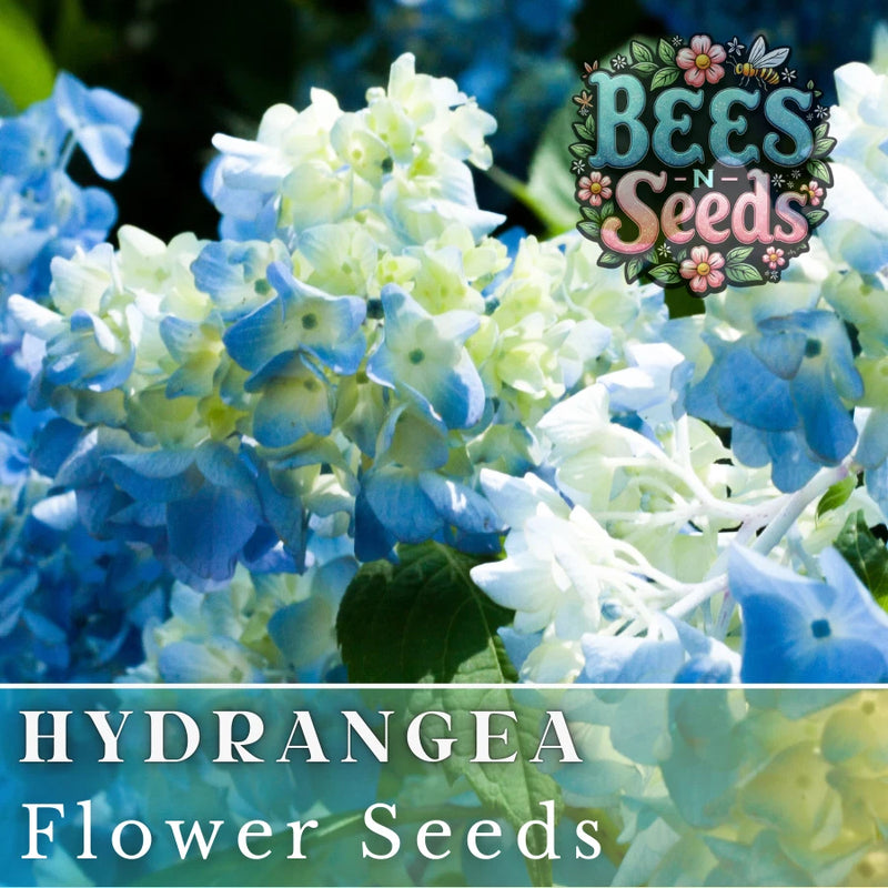 Bicolor Sonata Hydrangea Seeds 85 or 250 Seeds Flower, Flower Seeds, Non GMO Hydrangea