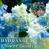 Bicolor Sonata Hydrangea Seeds 85 or 250 Seeds Flower, Flower Seeds, Non GMO Hydrangea
