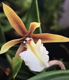 Orchid live Dinema polybulbon - Mounted Orchids