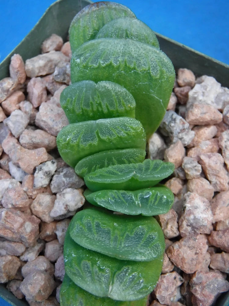 Haworthia truncata cv "Lime Green" CHOICE Succulent 2" to 3" Wide Great Colors Green Plant