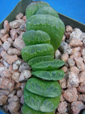Haworthia truncata cv "Lime Green" CHOICE Succulent 2" to 3" Wide Great Colors Green Plant