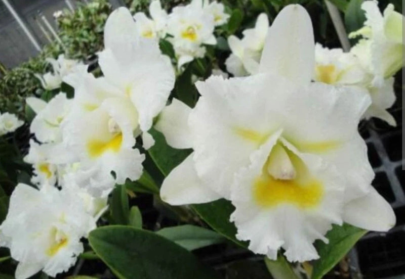 Bc Island Charm 'OC' Cattleya orchid flowers, white petals with yellow centers