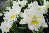 Bc Island Charm 'OC' Cattleya orchid flowers, white petals with yellow centers