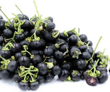 Wonderberry Seeds ~Solanum retroflexum (Burbankii)~ Sunberry~ Garden Huckleberry Garden Plants