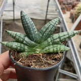 5CM Succulent Plant Sansevieria Cylindrica Boncel Dwarf Mini Home Garden Plant Garden Plants