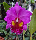 Rhyncholaeliocattleya Thongsupan x Rlc Sriprathum Pink Orchids