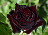 Red Black Rose Seeds - Pack 30 Seeds - Rose Flower Gardening Garden Plants
