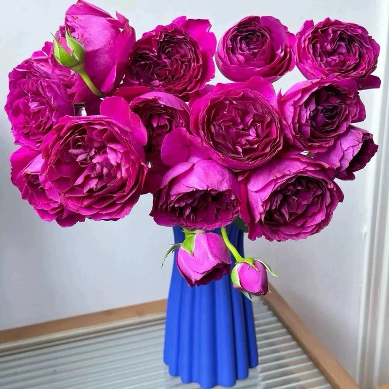 Purple shrub rose bouquet in blue vase with multiple ruffled blooms
