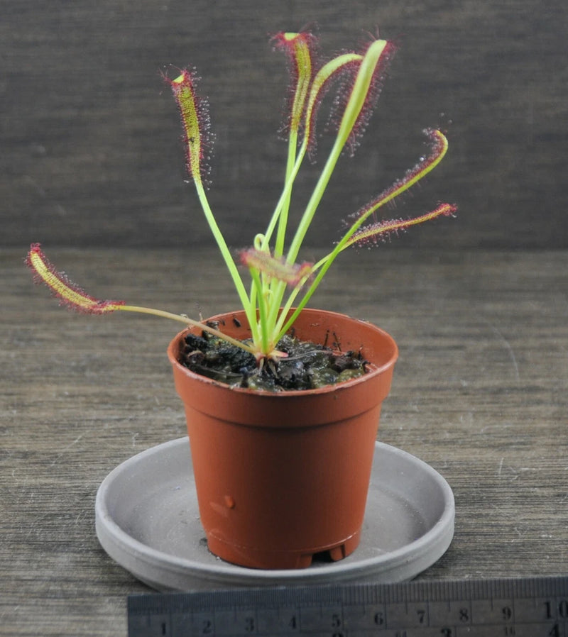 Carnivorous sundew plant in terracotta pot, red sticky tentacles and green leaves