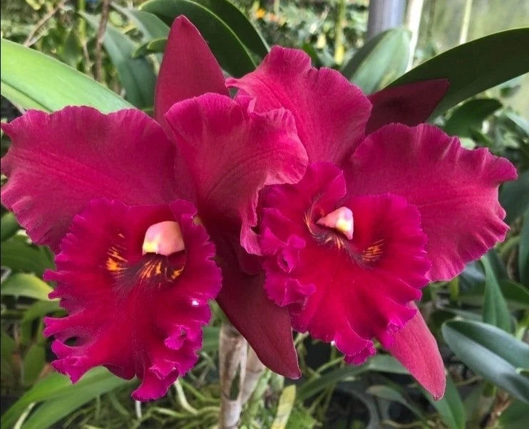 Deep magenta cattleya orchid flowers in bloom, close-up with yellow centers