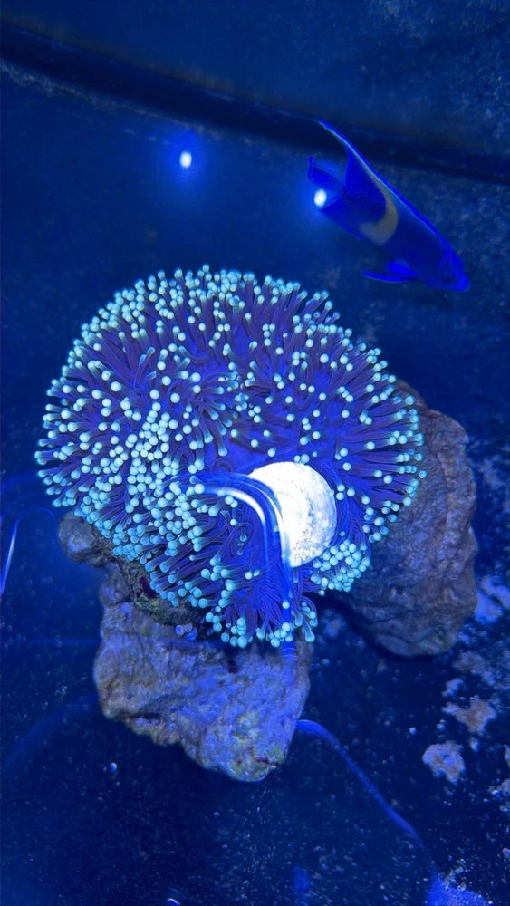 Magnifica Sea Anemone Yellow Tip. Anemone