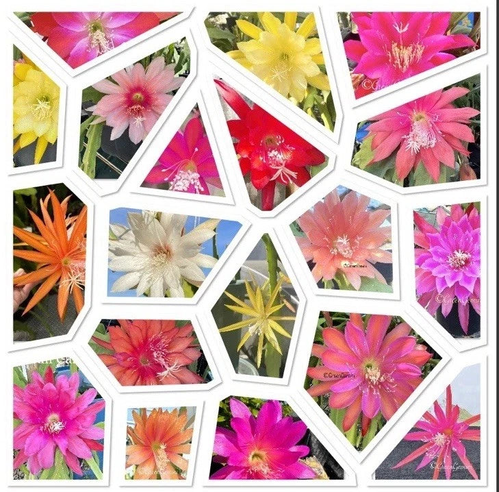 Assorted epiphyllum orchid cactus cuttings with mixed bright flower colors