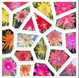 10 Assorted Mixed Colors Epiphyllum Cuttings Orchid Cactus Succulents Orchids