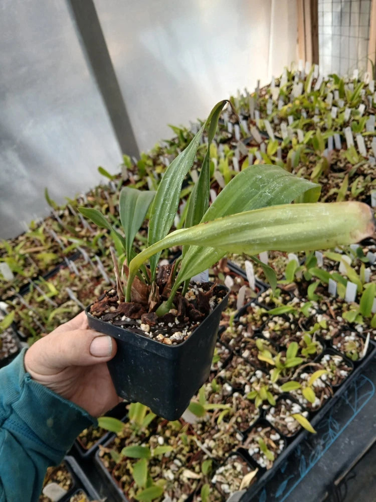 Orchid plant in black nursery pot with green strap-like leaves