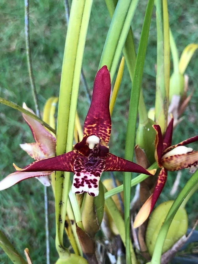 Orchid Plants Maxillaria Tenuiolia species ** COCONUT  FRAGANT!!** Orchids
