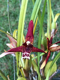 Orchid Plants Maxillaria Tenuiolia species ** COCONUT  FRAGANT!!** Orchids